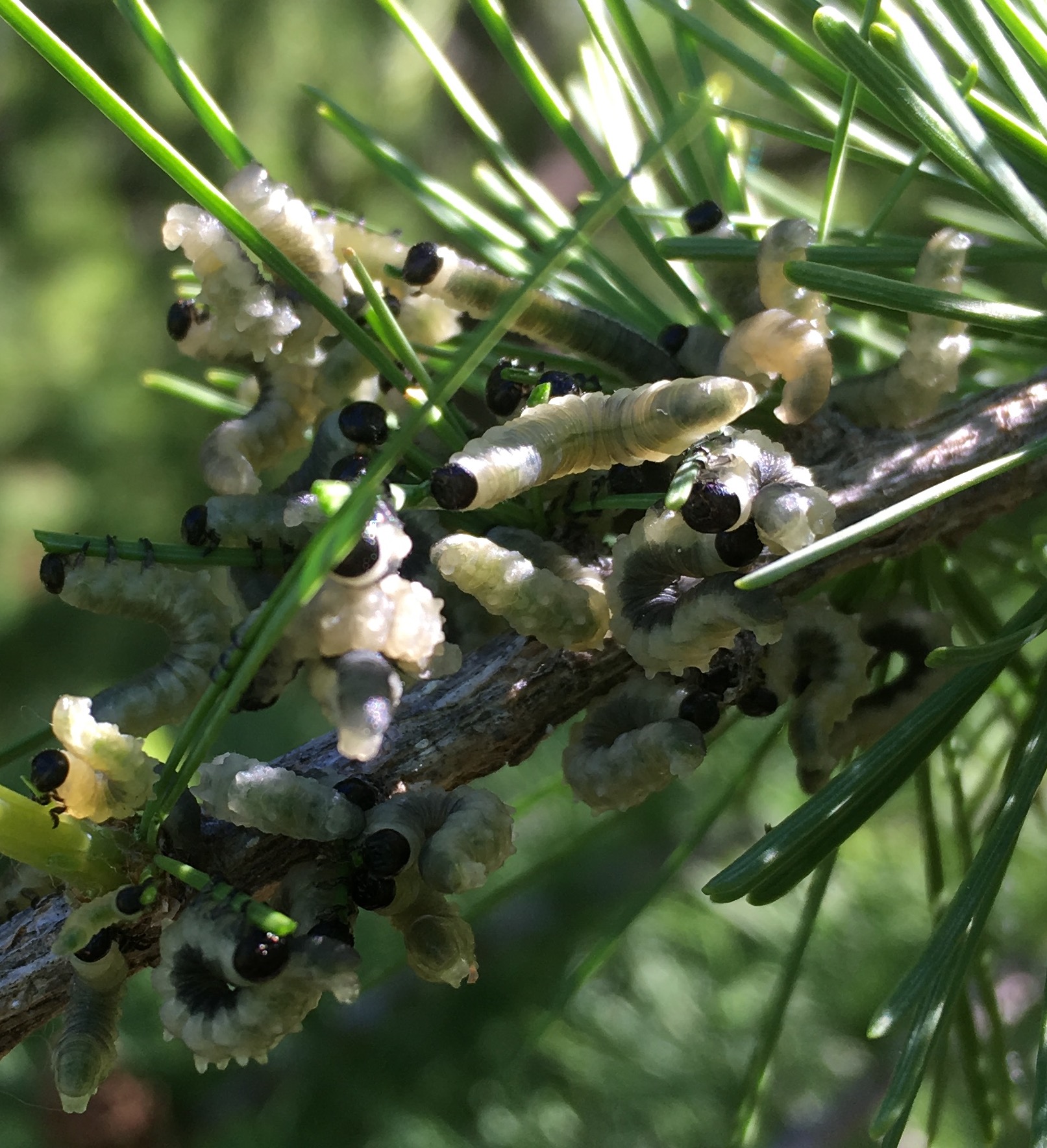 Tree Health Care