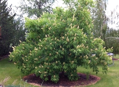 Tree Pruning