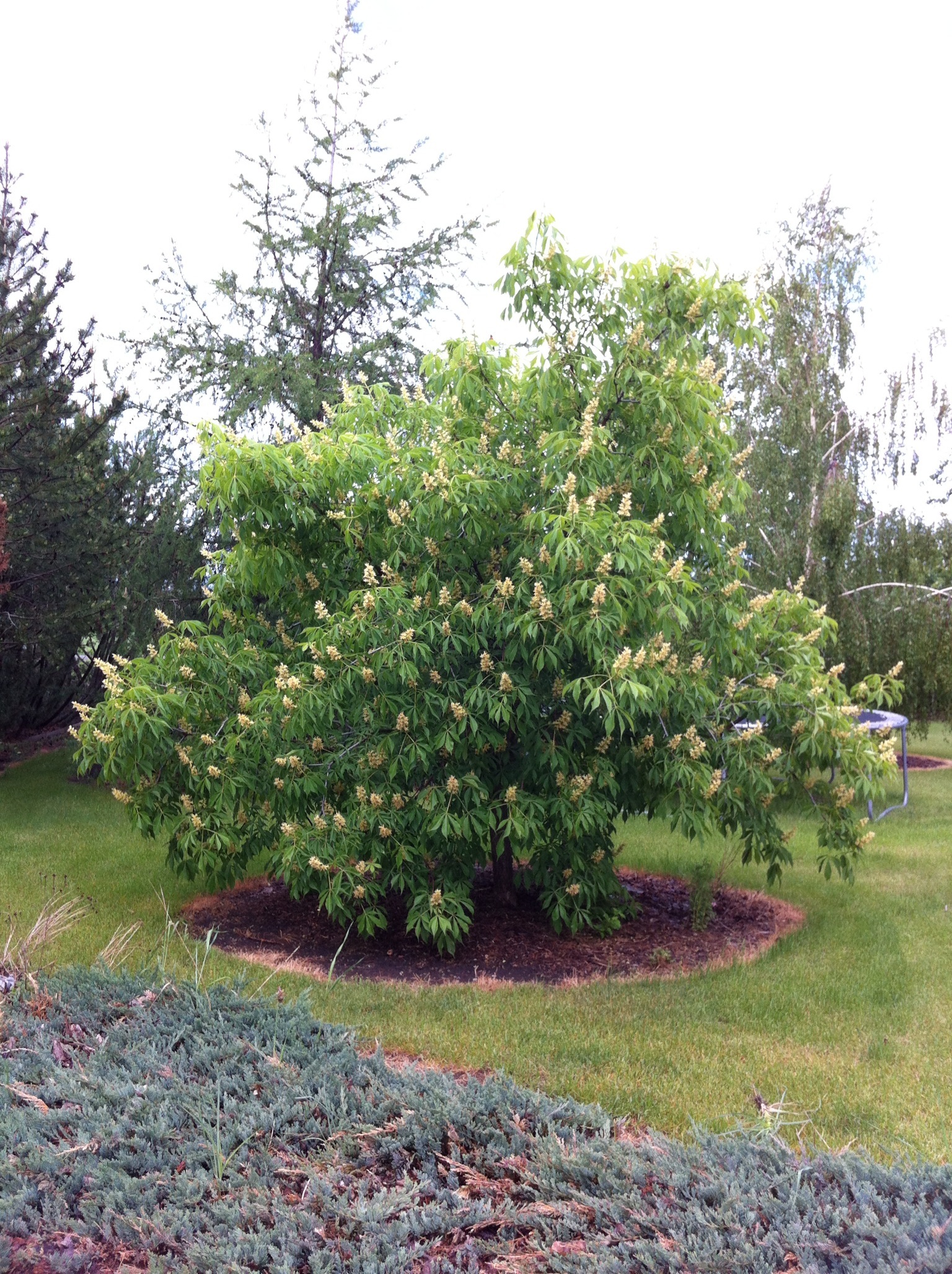 Tree Pruning