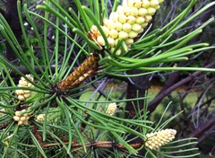 Tree Specimens