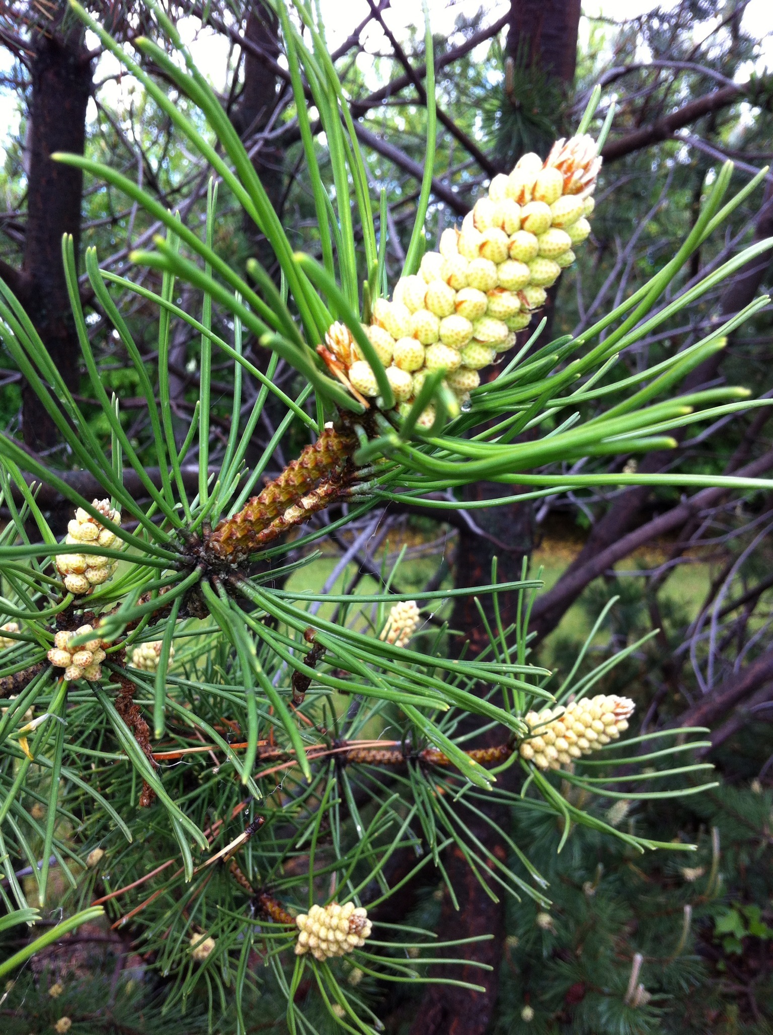 Tree Specimens