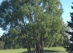 Tree Specimens