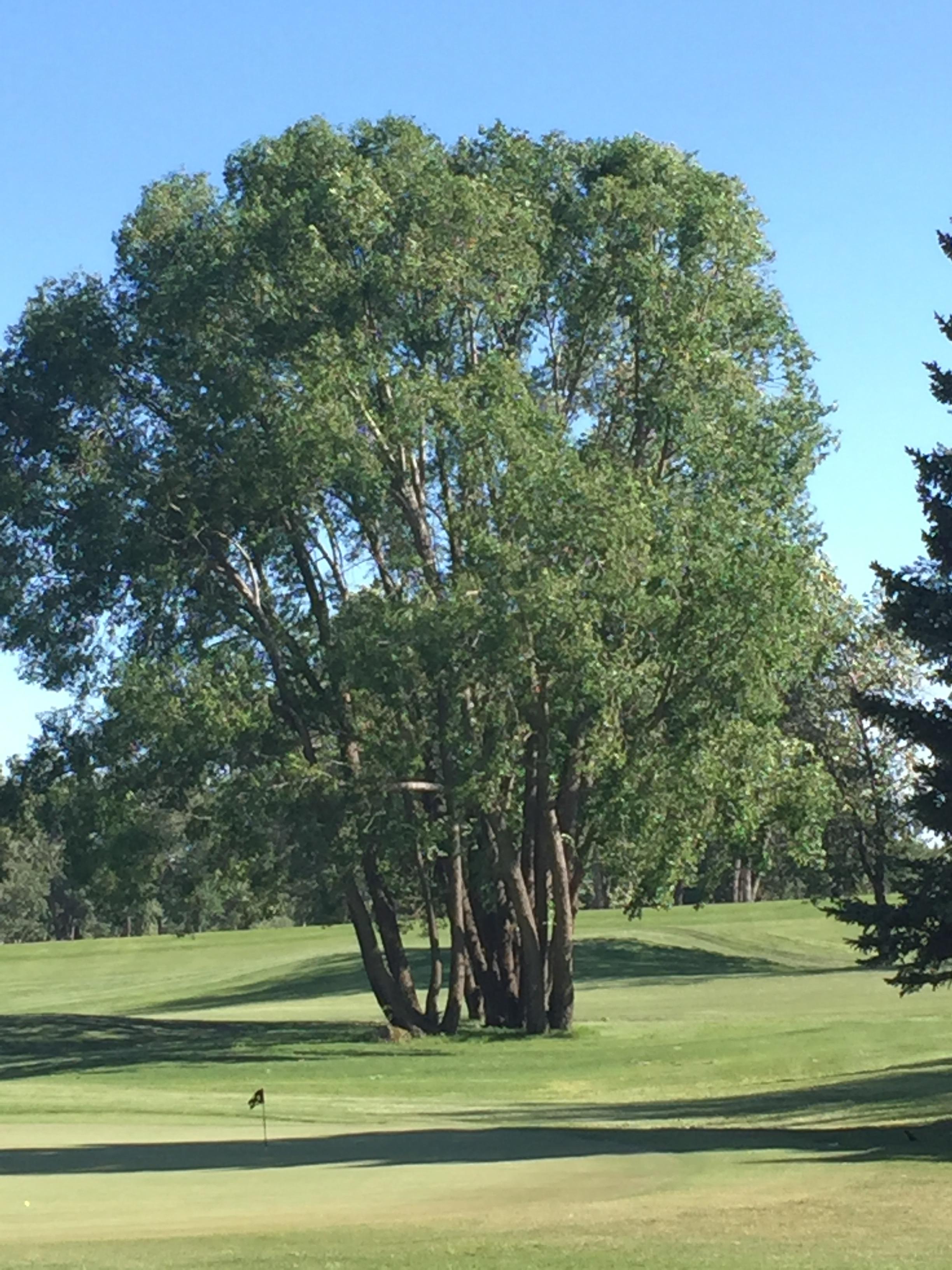 Tree Specimens