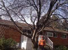 Tree Pruning