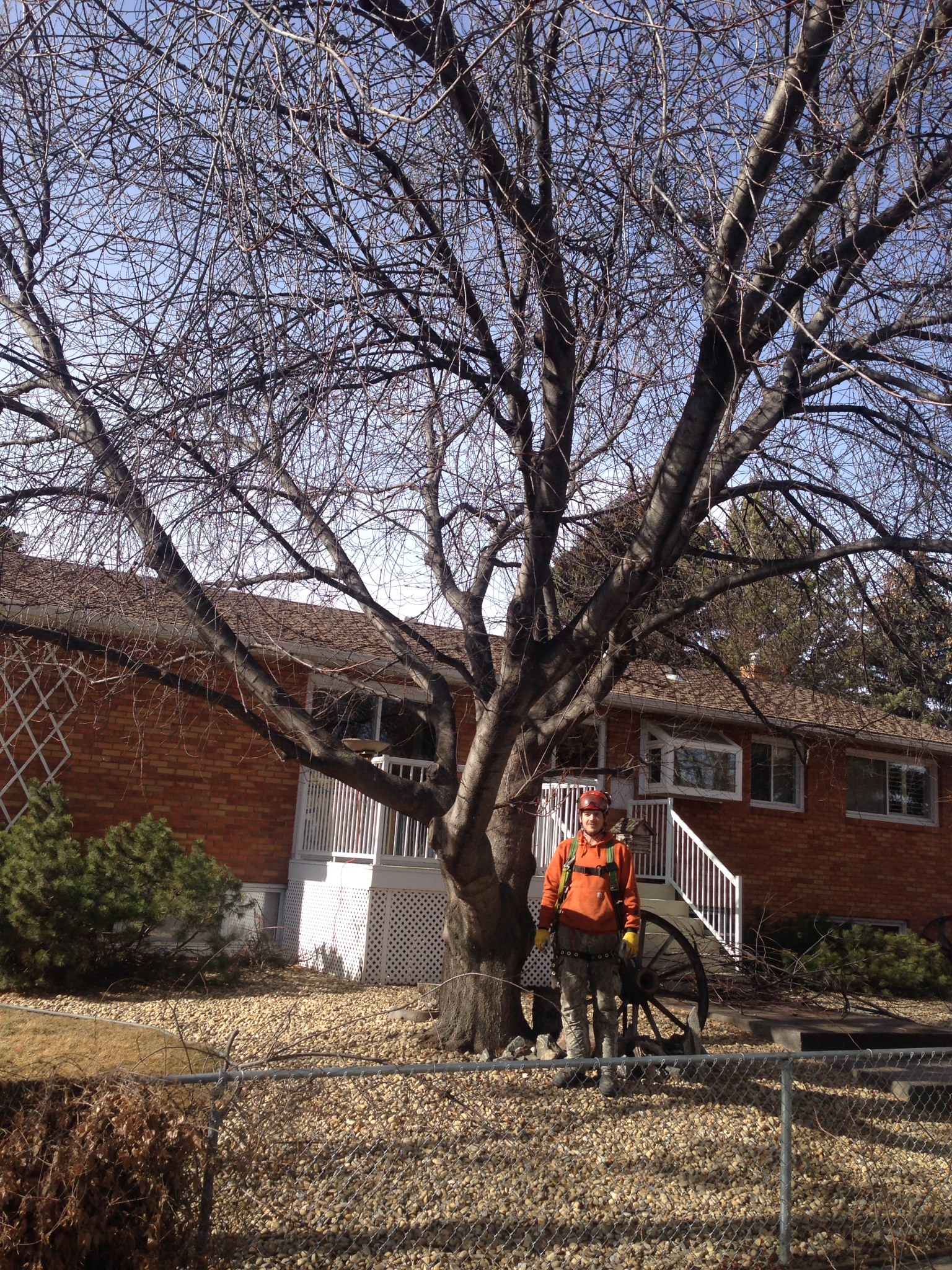 Tree Pruning