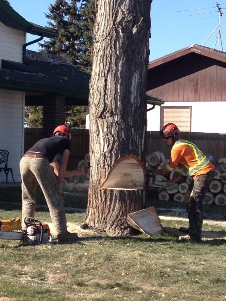 Tree Removal