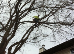 Tree Pruning