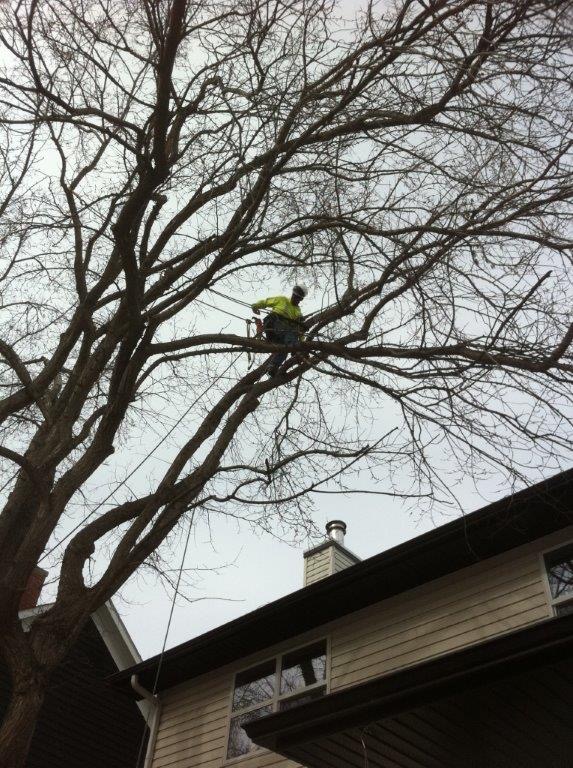 Tree Pruning