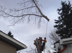 Tree Removal