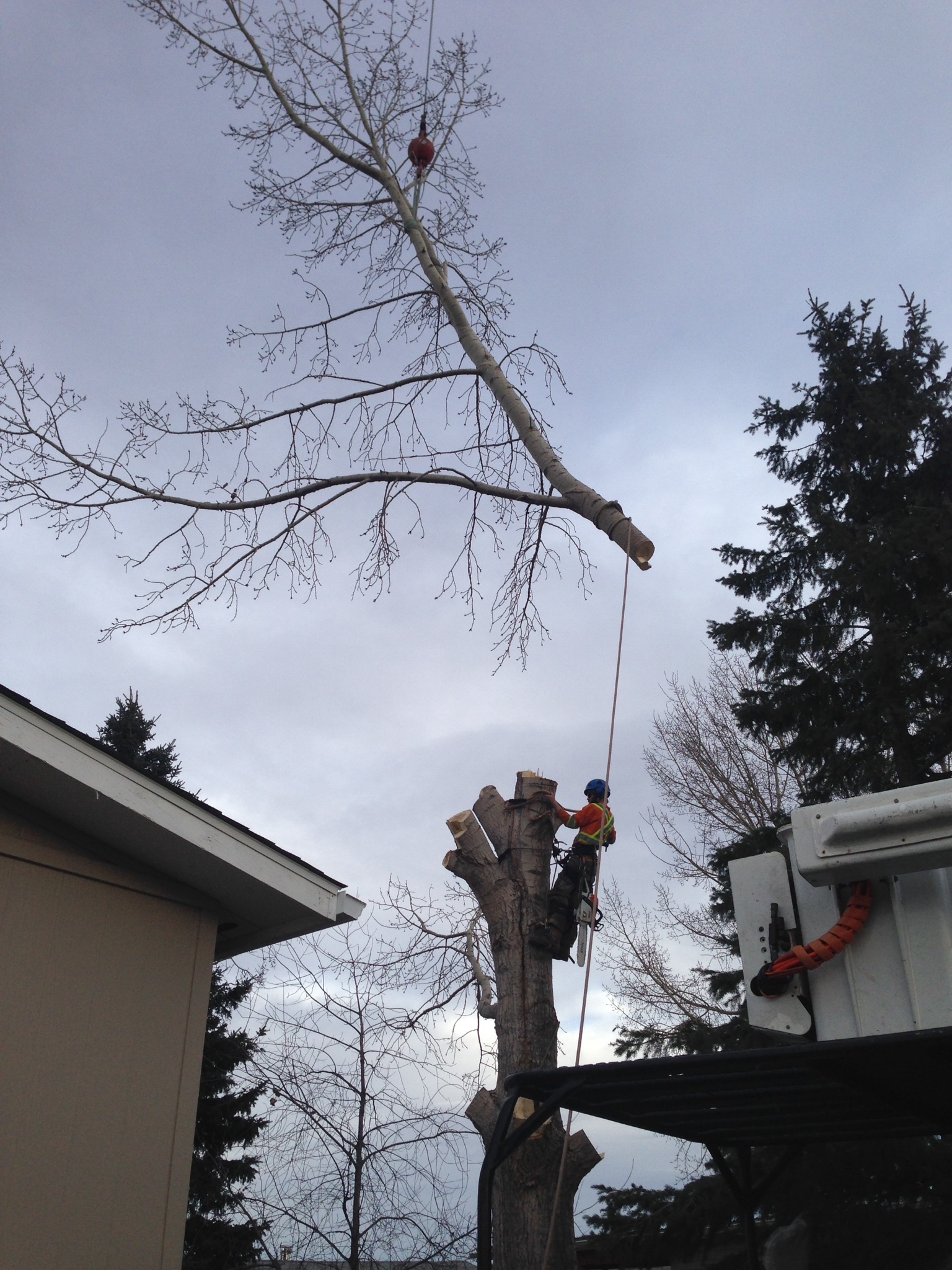 Tree Removal