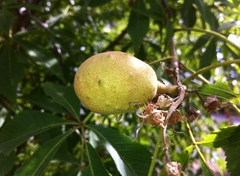 Tree Specimens