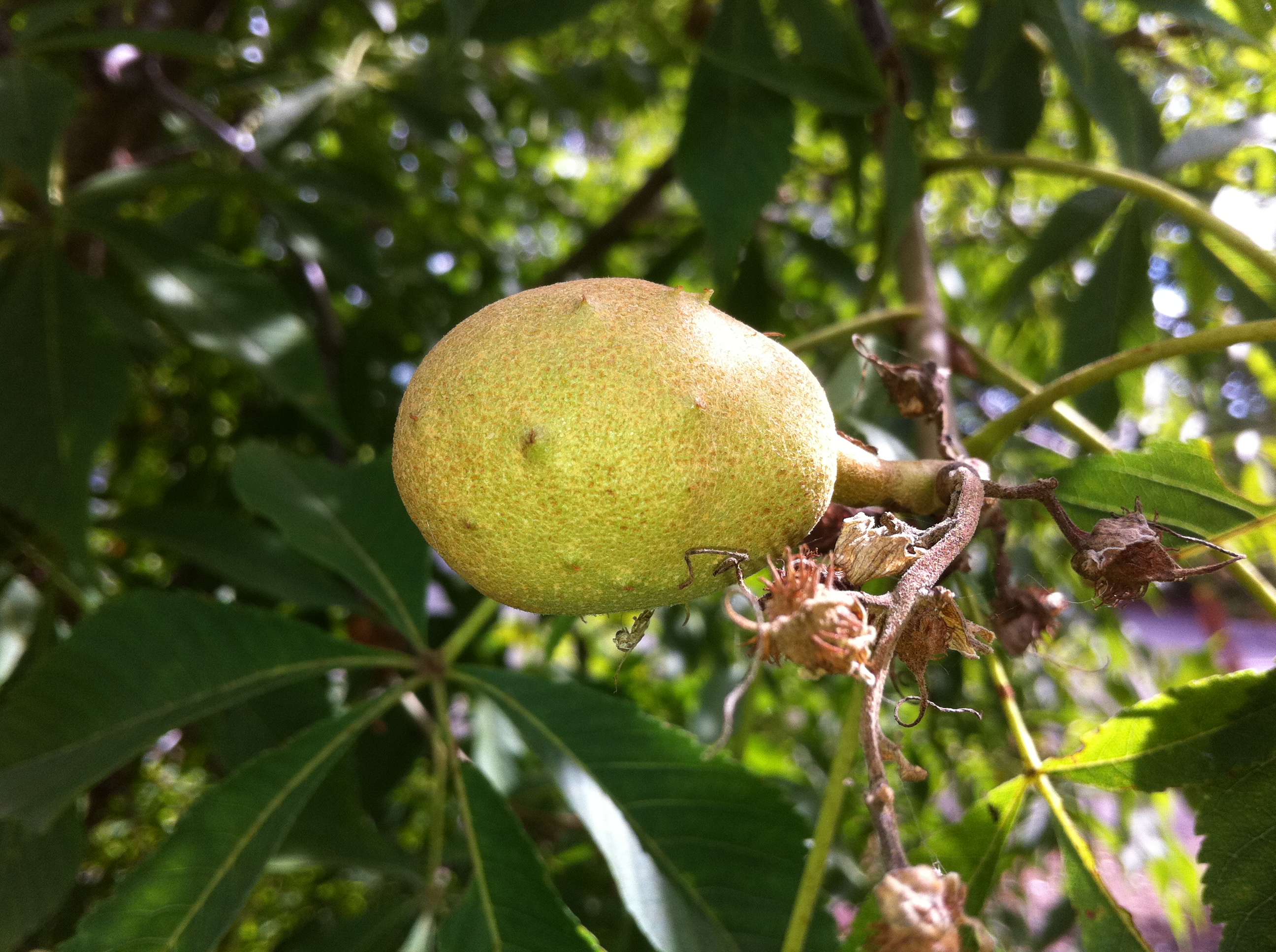 Tree Specimens