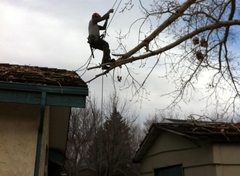 Tree Pruning