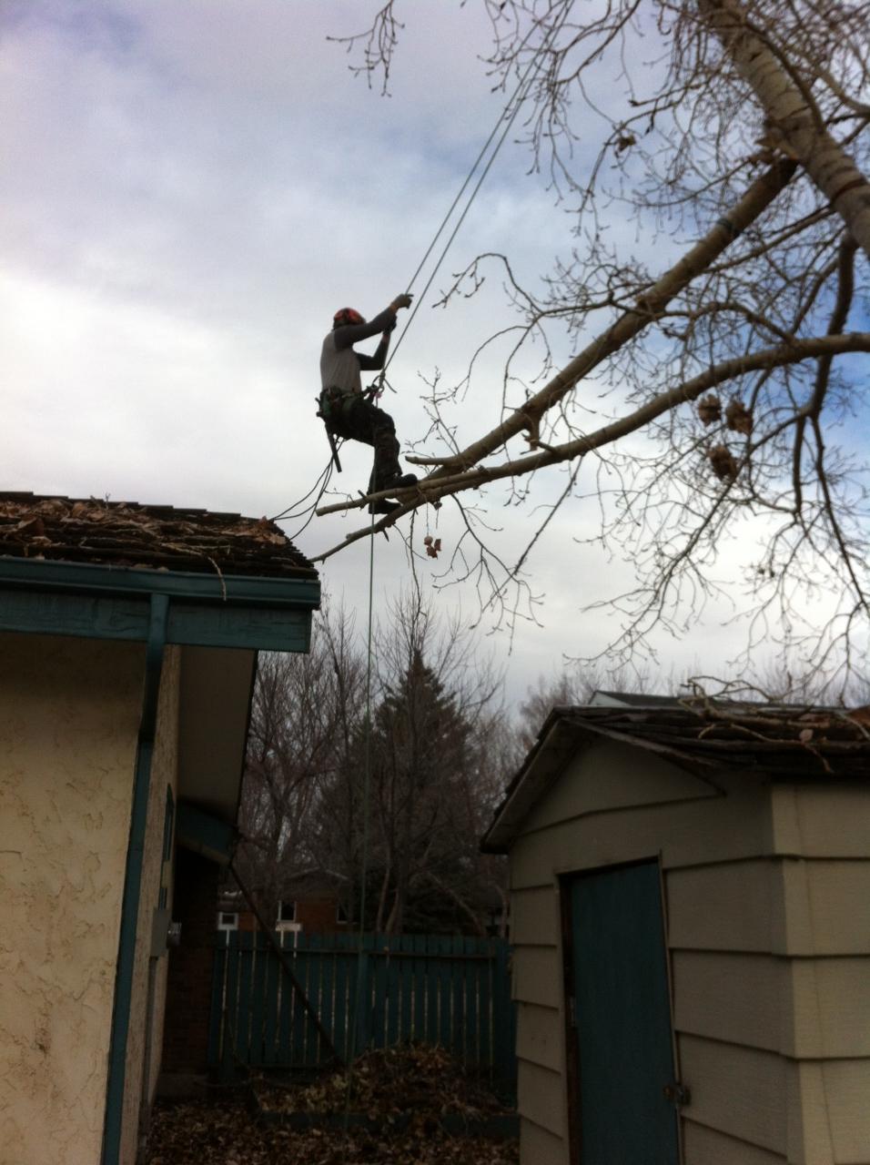 Tree Pruning