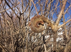 Biological Disease