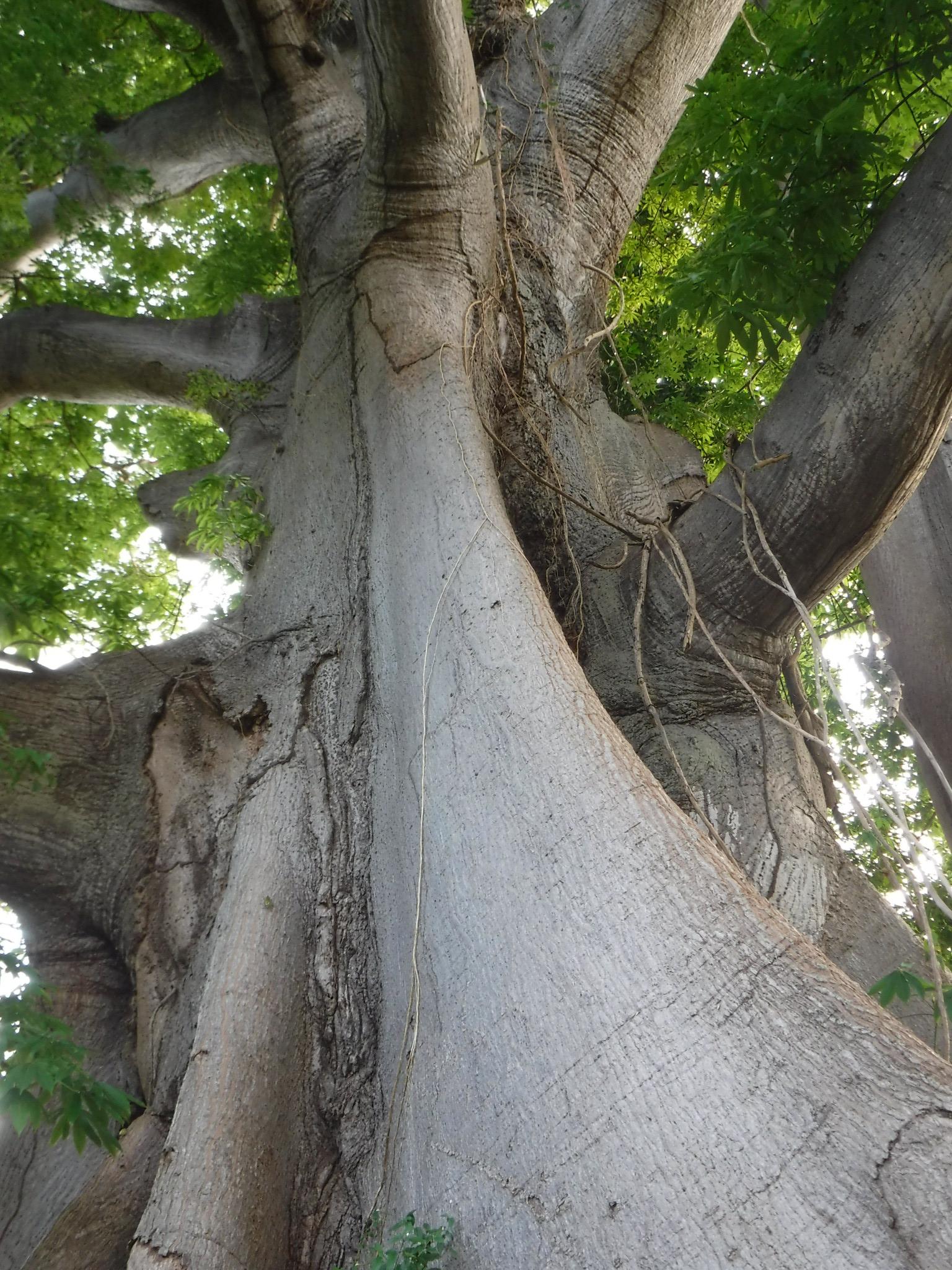 Tree Specimens