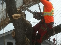 Tree Removal