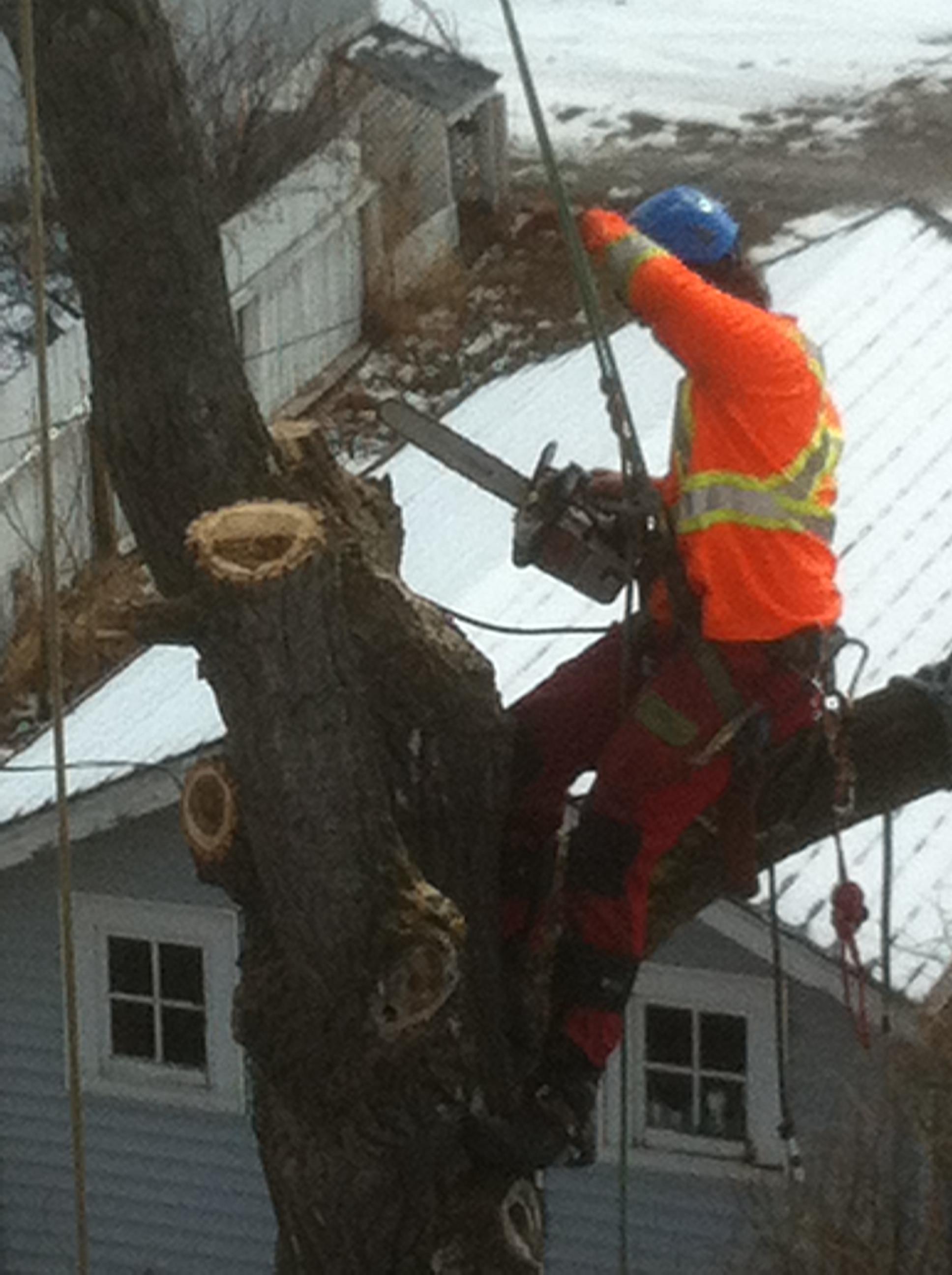 Tree Removal