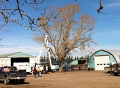 Tree Pruning