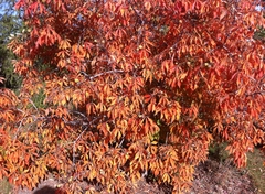 Tree Specimens