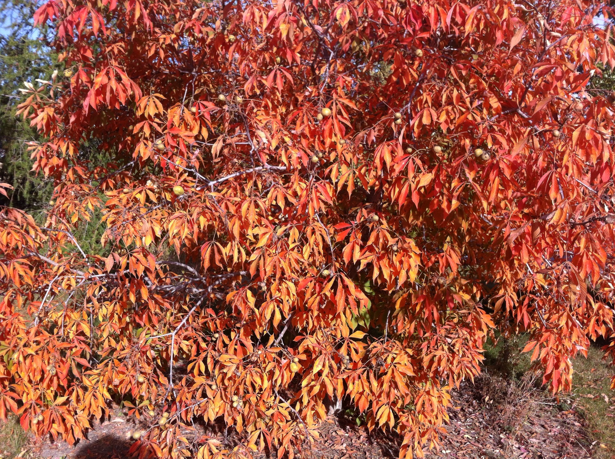 Tree Specimens